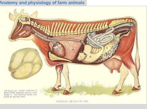 Anatomy and Physiology of Farm Animal