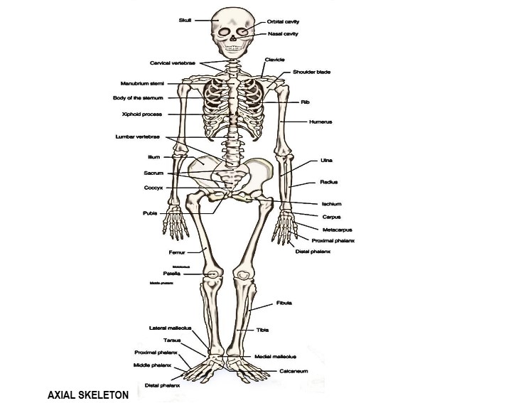 Axial Skeletal