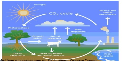 Carbon Cycle