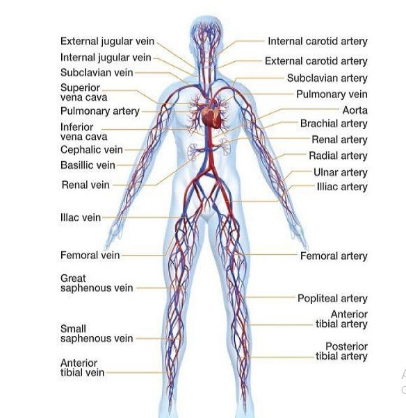 Circulatory system in Human