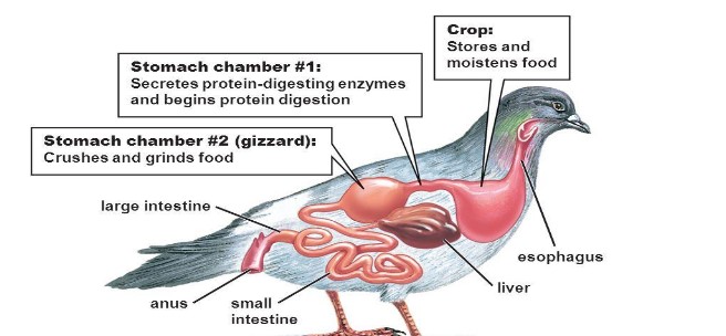 Digestion in Birds