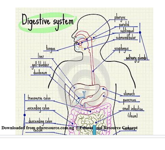 Digestion in Man