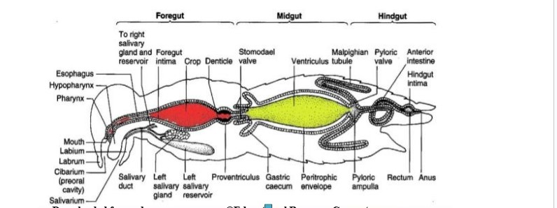 Digestion in Earthworm