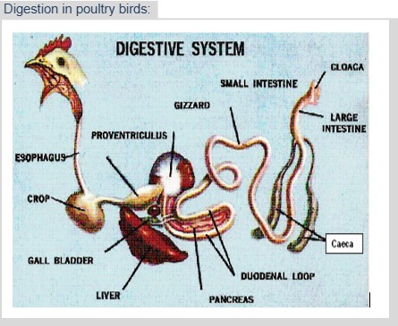 Digestive System in Poultry