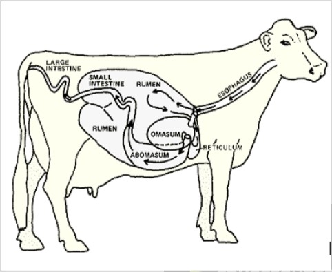 Digestive system in Farm Animal