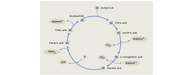 Cellular Respiration (Internal)