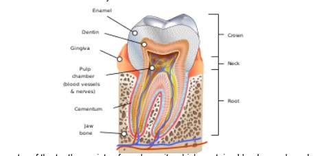 Mammalia Tooth