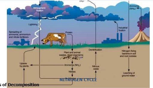 Nitrogen Cycle