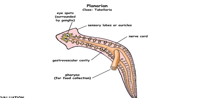 A planarian