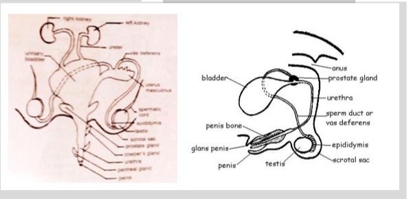 Reproductive organs of Farm Animal (Male)