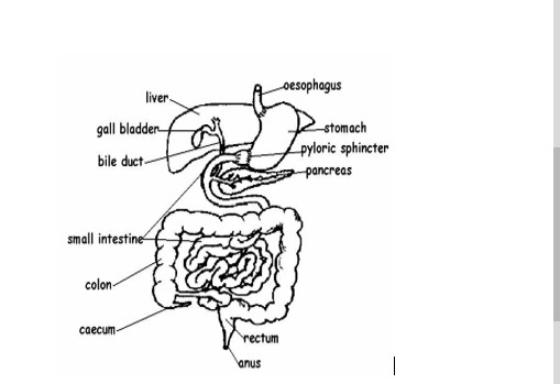 Stomach