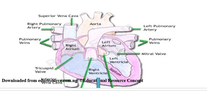 Structure of Heart