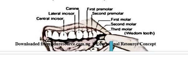 Dentition