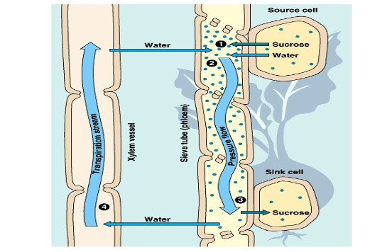 Transport in Higher plants