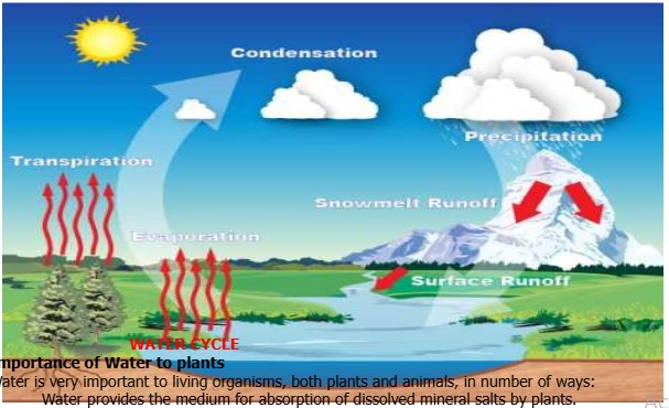 Water Cycle