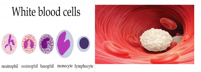 White Blood Cells